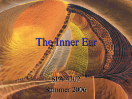The Inner Ear - College of Liberal Arts and Sciences