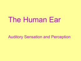 Sensation and Perception - Weebly