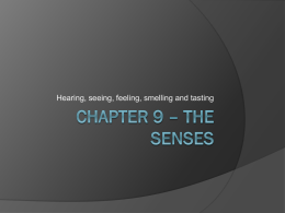 Chapter 9 – The Senses
