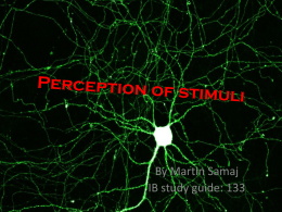 Perception of stimuli