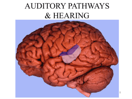 10b Central Auditory Pathways