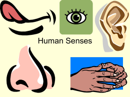 Human Senses