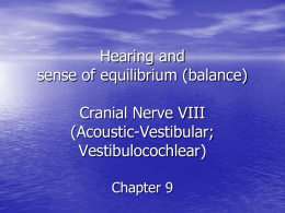 Cranial nerves of hearing and balance, plus auditory pathways