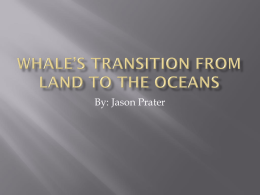Whale transitions from land to water