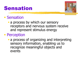 Sensation/Perception