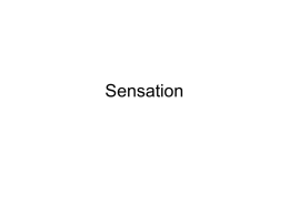 Unit 4- sensation