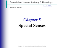 Ch 8 Powerpoint Special Senses