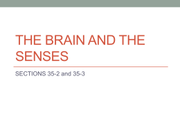 The Brain and the Senses
