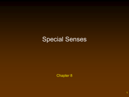 Special_Senses__Ch_8__S2015