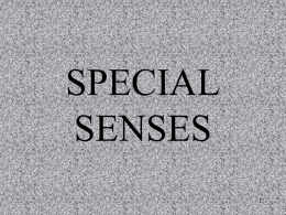 Special Senses - Effingham County Schools