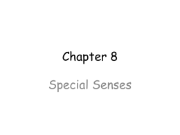 Survey of A&P/Chapter 8 Special senses