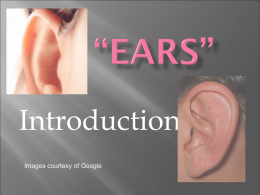 “Ears” - Kristen Livingston