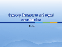 Olfactory sensory neurons