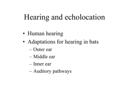 PowerPoint Presentation - Hearing and echolocation