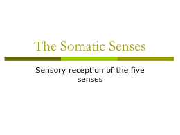 The Somatic Senses