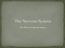 Nervous System – PNS and Special Senses