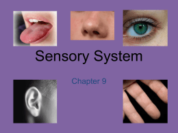 Sensory System - astephensscience