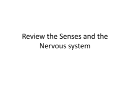 Review the Senses and the Nervous system