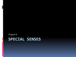 Special Senses - cloudfront.net