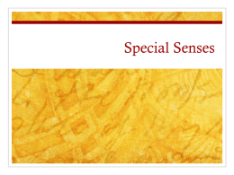 Special Sensesx