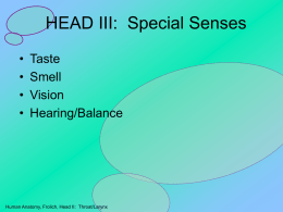 HEAD III: Special Senses