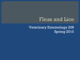 Fleas and Lice