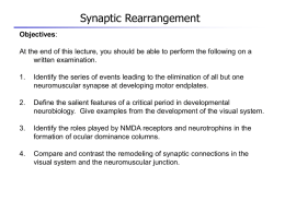 Stages in Neuromuscular Synapse Elimination