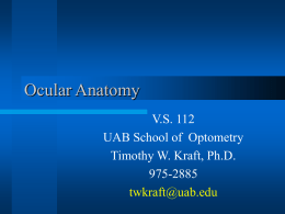 Ocular Anatomy - UAB School of Optometry