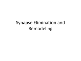 Synapse Elimination and Remodeling