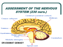 ASSESSMENT OF THE NERVOUS SYSTEM (230 nurs