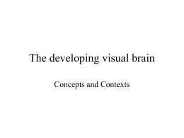 The developing visual brain - School of Psychology and Human