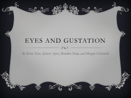 Eyes and Gustation