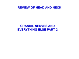 Head_and_Neck_Review_Cranial_Nerves_part2_2012f