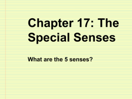 Ch 17 spec senses - Le Mars Community Schools