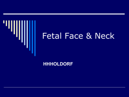 Fetal Face & Neck