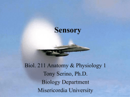 Sensory - Misericordia University