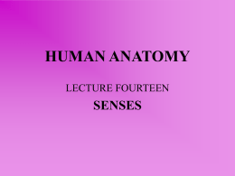 lecture fourteen – senses