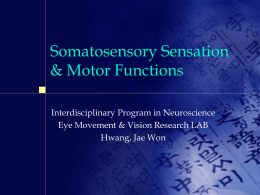 somatosensory&motor