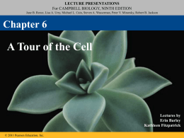 Chapter 6 The Cell