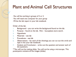Plant and Animal Cell Structures
