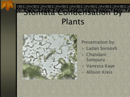 Stomata Condensation by Plants