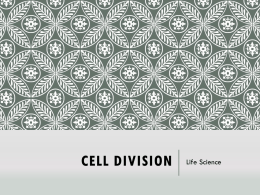 Cell Division Notes