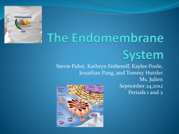 The Endomembrane System - Lancaster City Schools