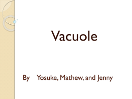 vacuole