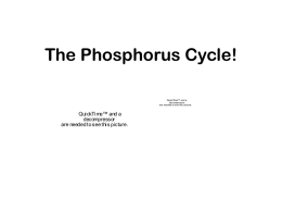 The Phosphorus Cycle 2_25