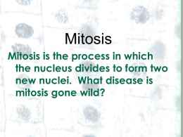 Mitosis and the chromosome PPT