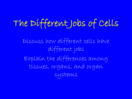 The Different Jobs of Cells