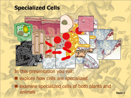 REVIEW Specialized cells ppt