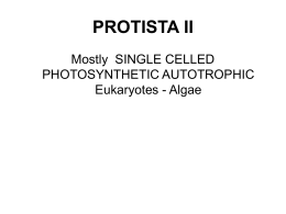 Protista II