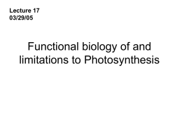 Photosynthesis - University of Arizona
